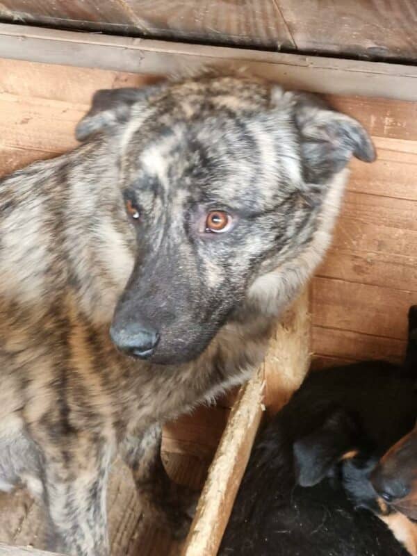 AMARETTO (♂) - ausgereist zu 4animals (AL) – Bild 8