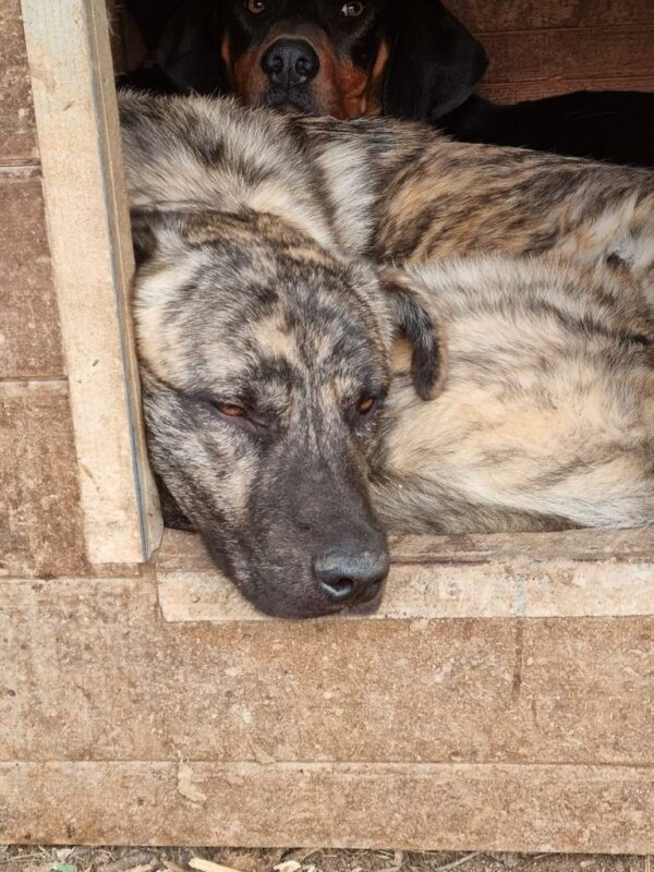 AMARETTO (♂) - ausgereist zu 4animals (AL) – Bild 9