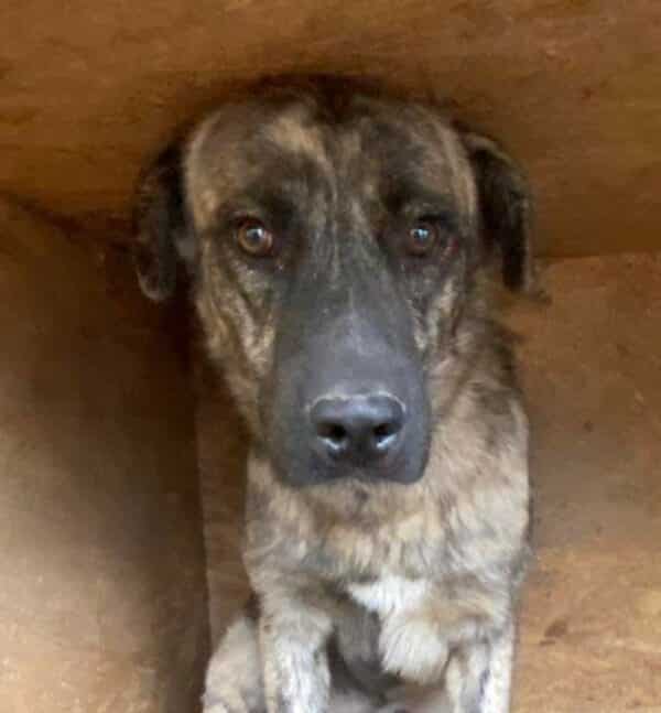 AMARETTO (♂) - ausgereist zu 4animals (AL) – Bild 2