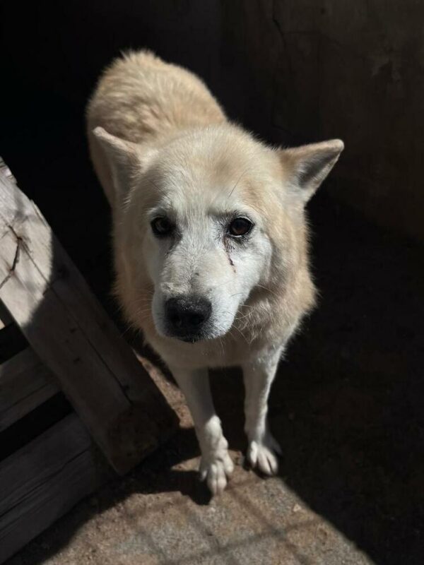SIOUX (♂) - Handicap - fast blind – Bild 9