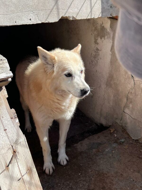 SIOUX (♂) - Handicap - fast blind – Bild 7