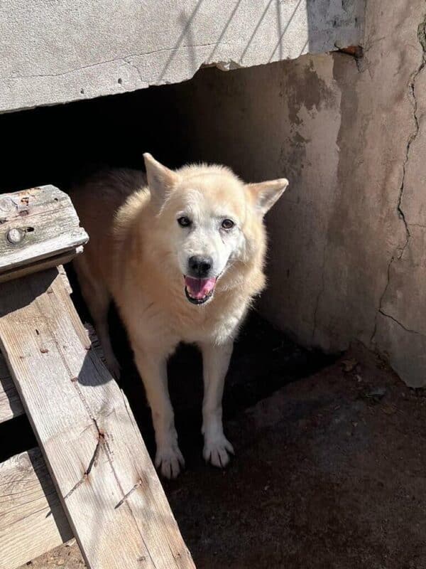 SIOUX (♂) - Handicap - fast blind – Bild 8