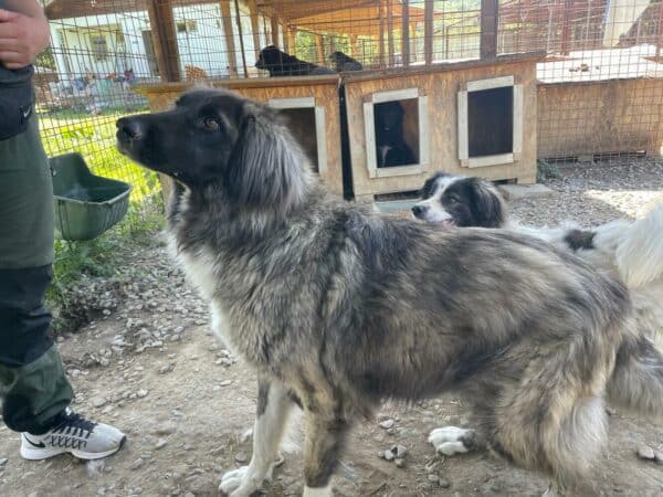 JOSLYN (♀) - vermittelt MH – Bild 6