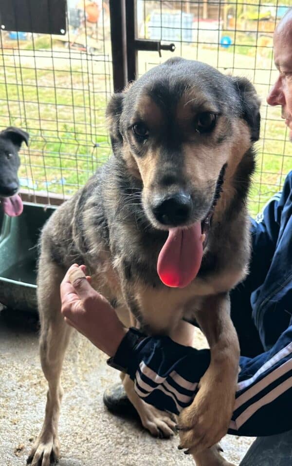 MATTI (♂) - RBB 10/24 – Bild 2