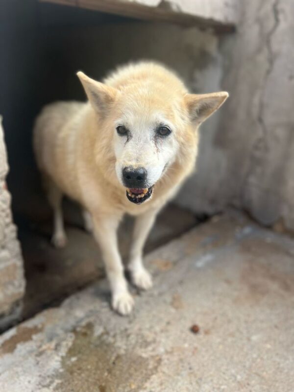 SIOUX (♂) - Handicap - fast blind – Bild 3
