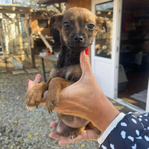 MONALISA - reserviert Tierhilfe Lebenswert DR 03.11. - vermittelt