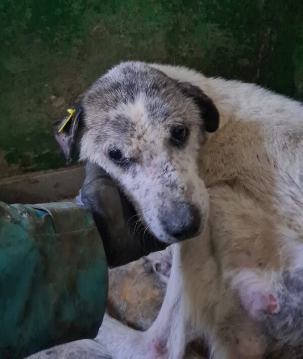 REMO - Notfall-Senior - reserviert Betty - vermittelt