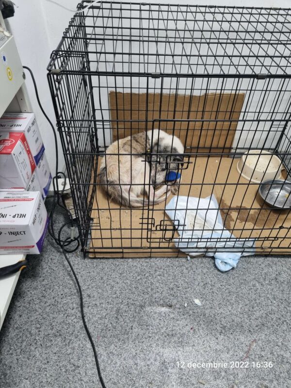 REMO - Notfall-Senior - reserviert Betty - vermittelt – Bild 3
