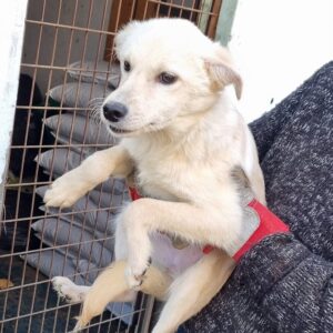 PEACHES - reserviert Tierhilfe Lebenswert DR 26.03. - vermittelt