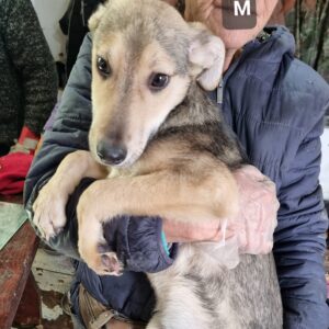 POTTER - reserviert für Tierhilfe Lebenswert - vermittelt