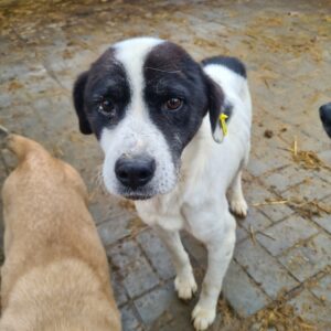 ROONEY - reserviert TH Tuttlingen - vermittelt
