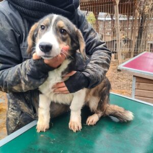 PEPPINO - reserviert TH Limburg - vermittelt
