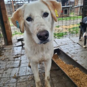 RÜDIGER (= KALLI)