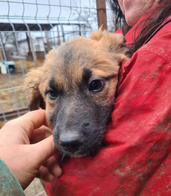 SUGAR - reserviert Hundescheune Fläming - vermittelt