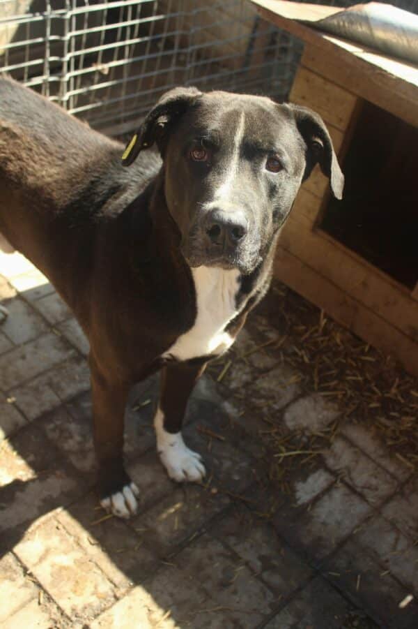 CASTOR (♂) – Bild 3