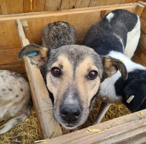 ASHA - auf Pflegestelle in PLZ 18 *vermittelt*
