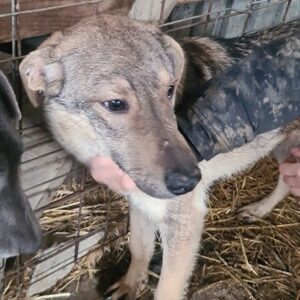 FLAFFY (= CHINOOK)