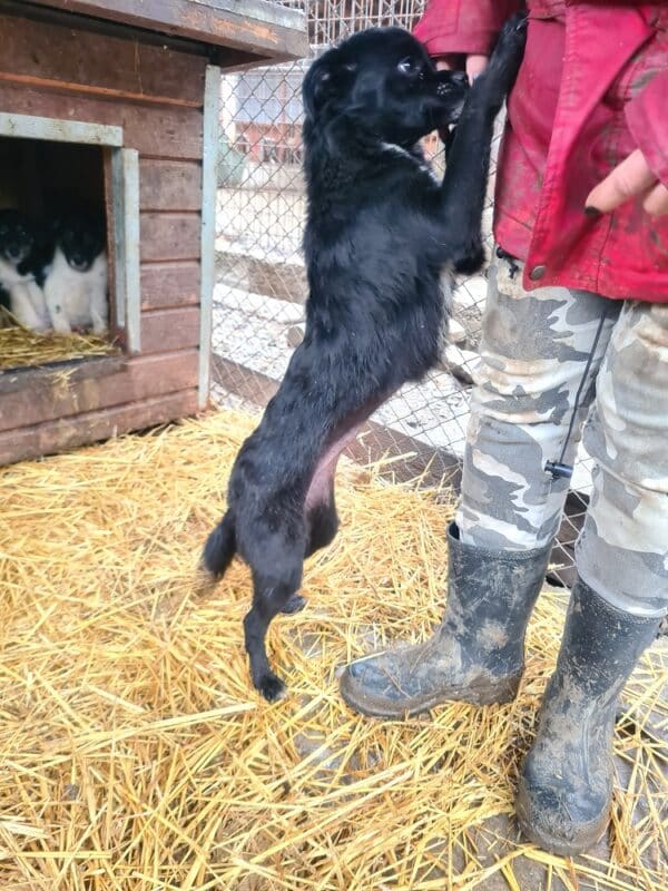 CLEO - auf Pflegestelle in PLZ 2 *vermittelt* – Bild 2