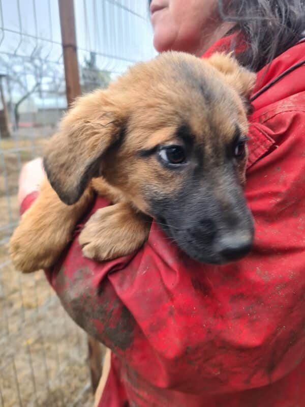 SUGAR - reserviert Hundescheune Fläming - vermittelt – Bild 2