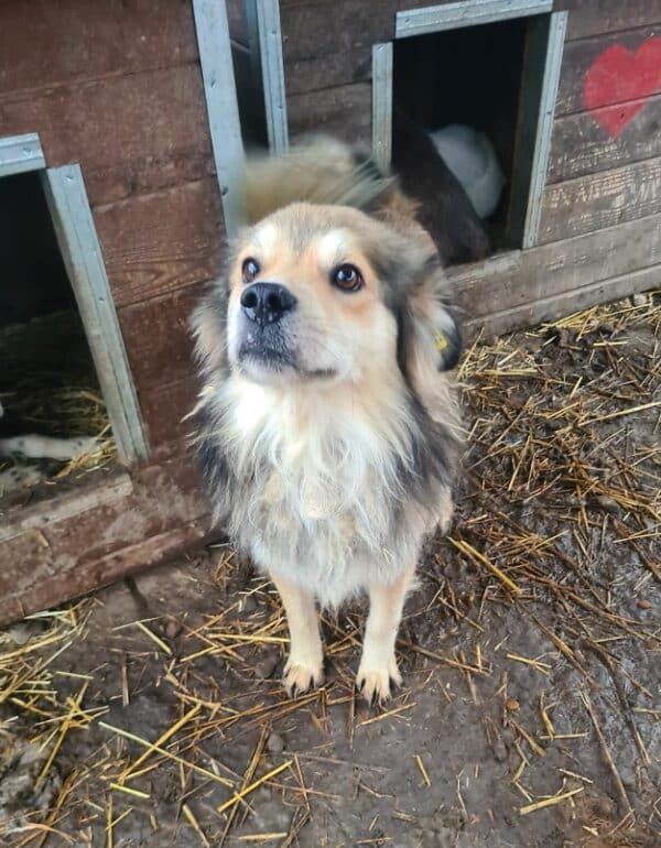 SPATZ - reserviert TH Limburg - vermittelt – Bild 2