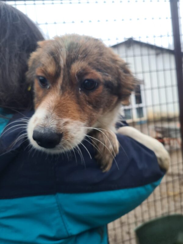 MARNIE - reserviert TH Limburg - vermittelt – Bild 2