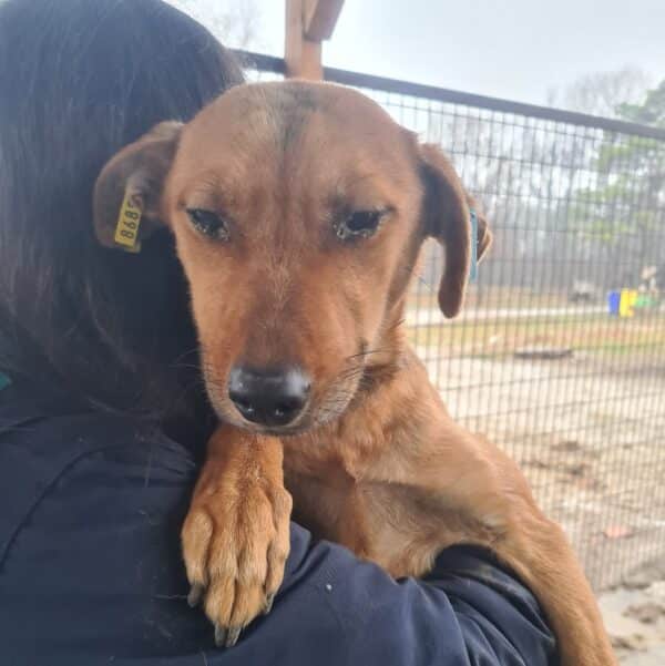 MARIELLA - seel. Notfall - reserviert TH Filderstadt - vermittelt – Bild 4