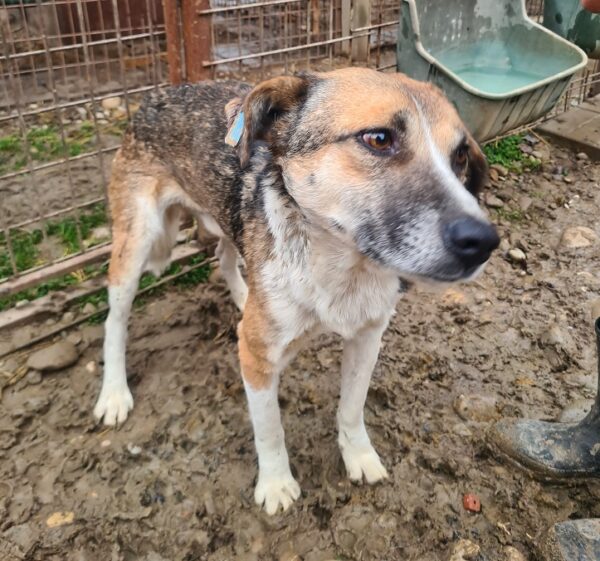 MACKY - Notfall: Mobbingopfer - reserviert TH Limburg - vermittelt – Bild 4