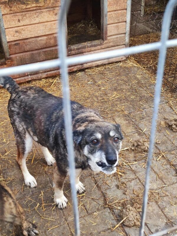 SAHJA - reserviert TH Iserlohn - vermittelt – Bild 9