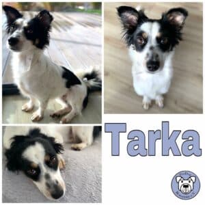 Tarka in 72227 Egenhausen *vermittelt*