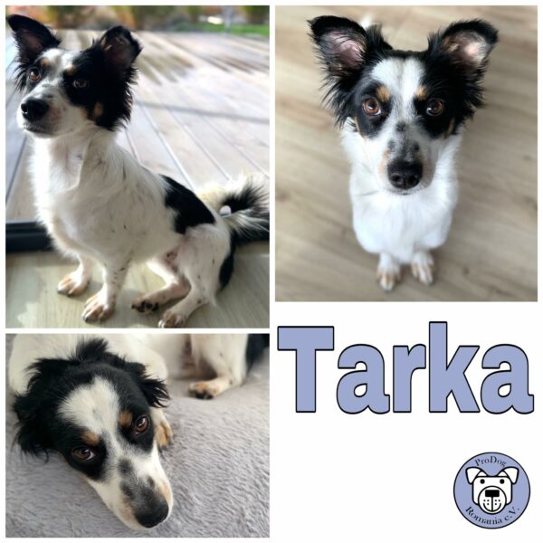 Tarka in 72227 Egenhausen *vermittelt*