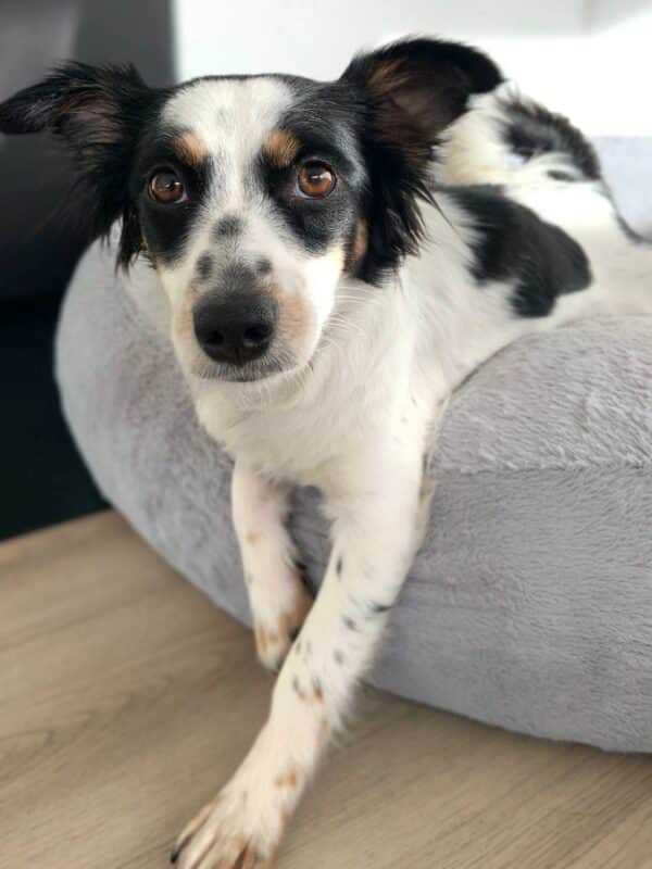 Tarka in 72227 Egenhausen *vermittelt* – Bild 5