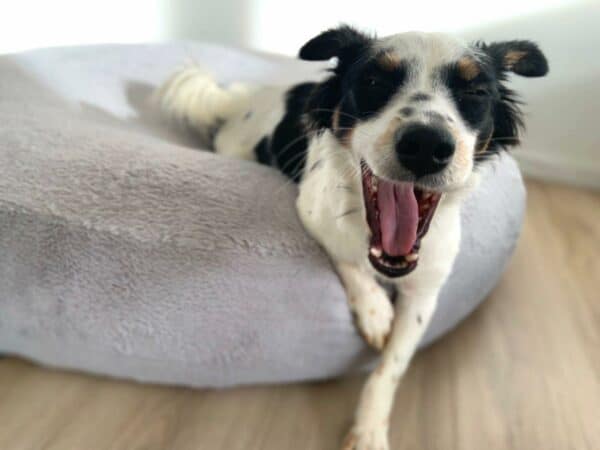 Tarka in 72227 Egenhausen *vermittelt* – Bild 8