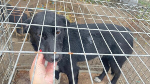 MARLIA - vermittelt Betty – Bild 3