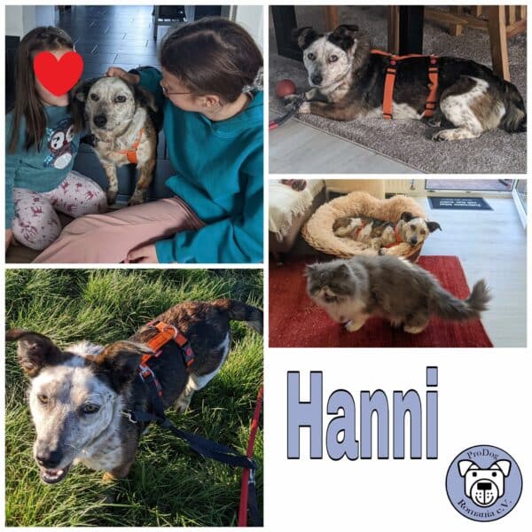 Hanni in 33154 Salzkotten *vermittelt*