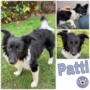 Patti in 59387 Herbern *vermittelt*