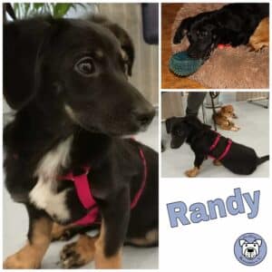 Randy in 56249 Herschbach *vermittelt*