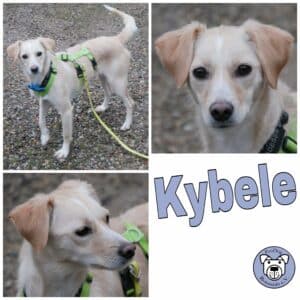 Kybele in 21493 Möhnsen *vermittelt*
