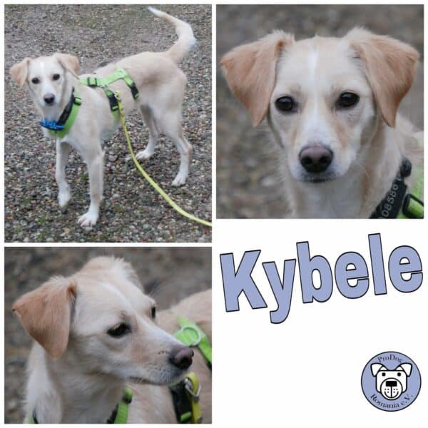Kybele in 21493 Möhnsen *vermittelt*