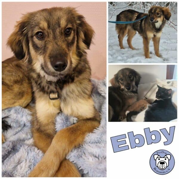 Ebby in 38640 Goslar *vermittelt*