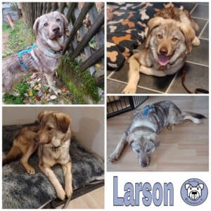 Larson in 91720 Absberg *vermittelt*
