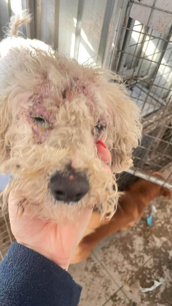 SIMBA - auf Pflegestelle in PLZ 31 *vermittelt* – Bild 2