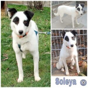 Soleya in 34474 Diemelstadt *vermittelt*