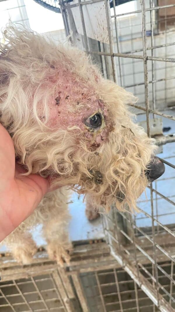 SIMBA - auf Pflegestelle in PLZ 31 *vermittelt* – Bild 4