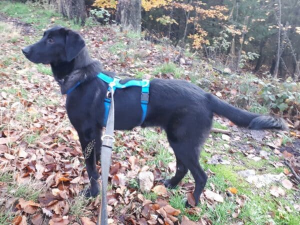 Thalia in 65388 in Schlangenbad - vermittelt – Bild 6