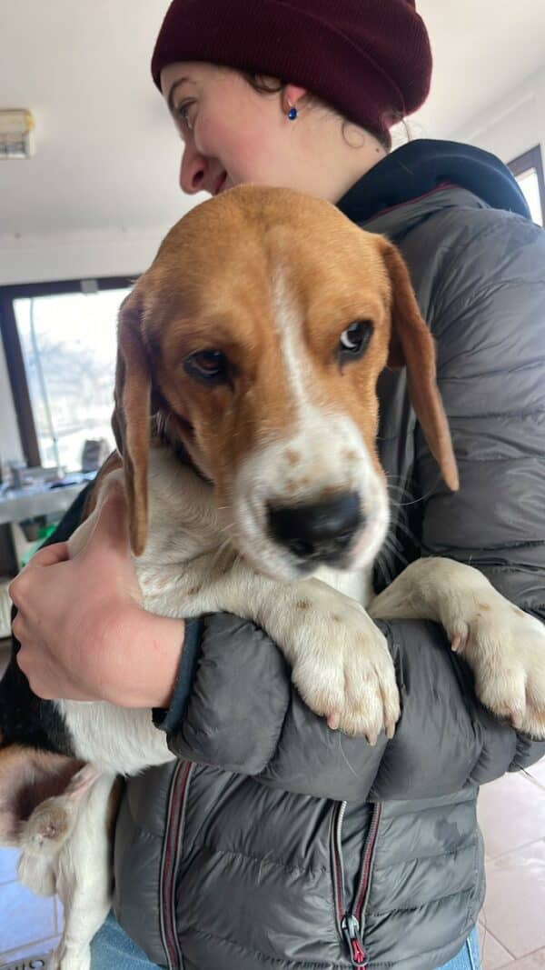 MUMIN - reserviert Laborbeagle Hilfe - vermittelt