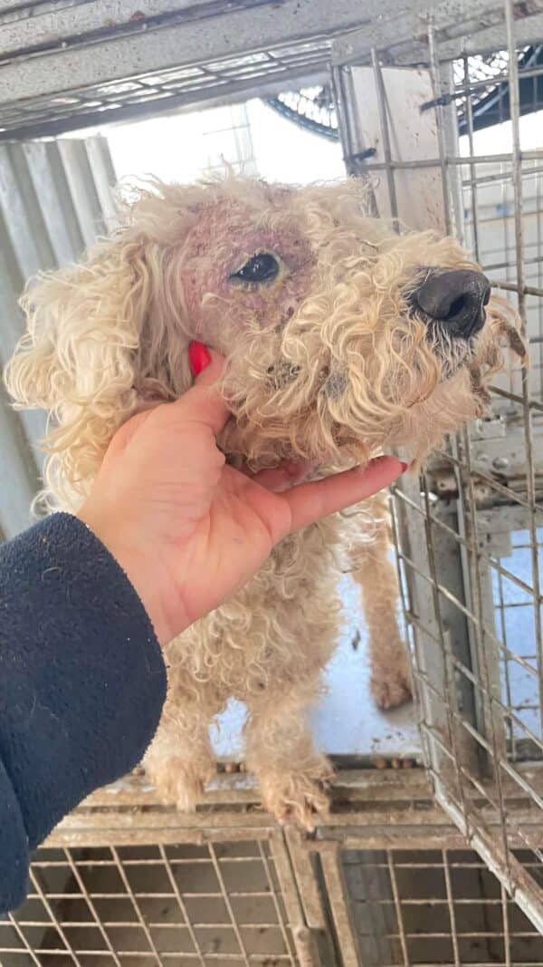 SIMBA - auf Pflegestelle in PLZ 31 *vermittelt* – Bild 3