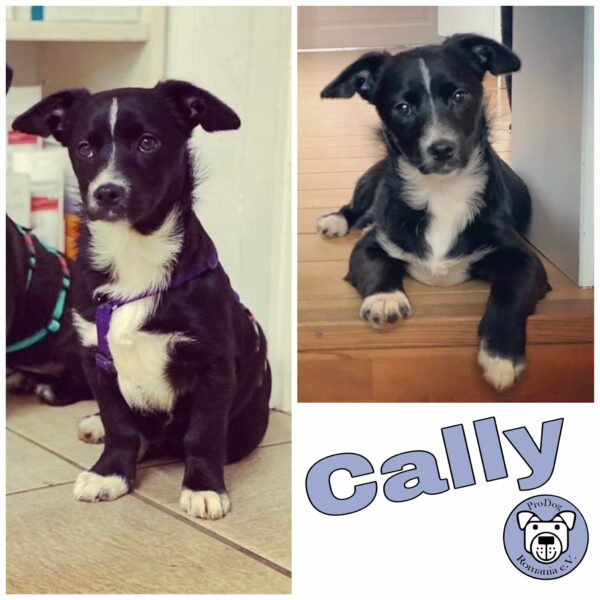 Cally in 21521 Aumühle *vermittelt*