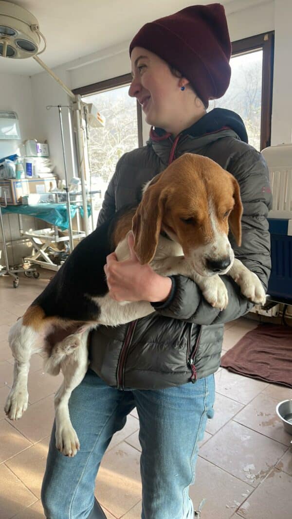 MUMIN - reserviert Laborbeagle Hilfe - vermittelt – Bild 2