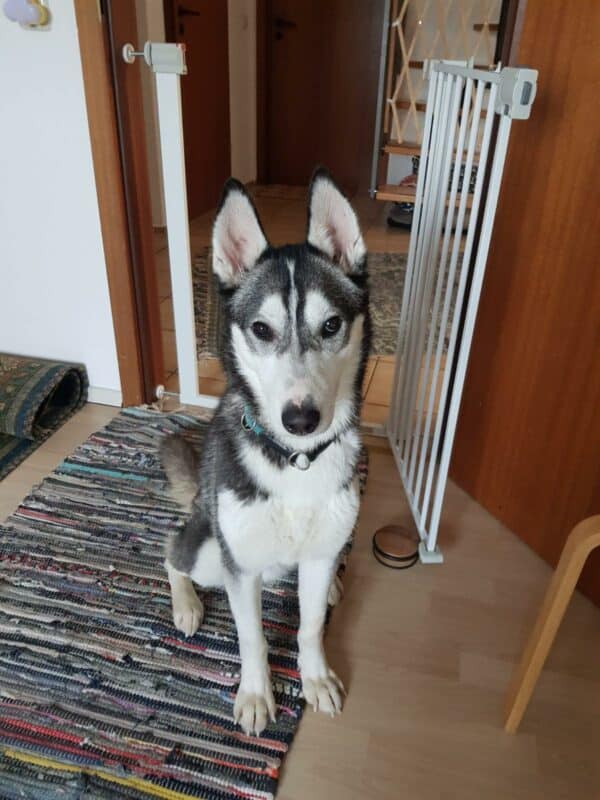 Blaire in 24247 Mielkendorf *vermittelt* – Bild 2