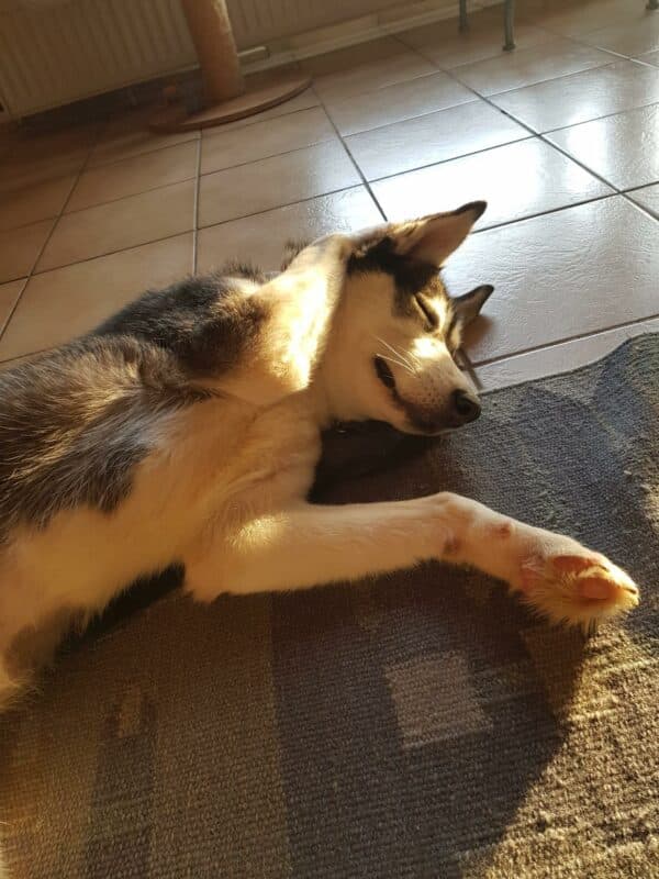 Blaire in 24247 Mielkendorf *vermittelt* – Bild 6